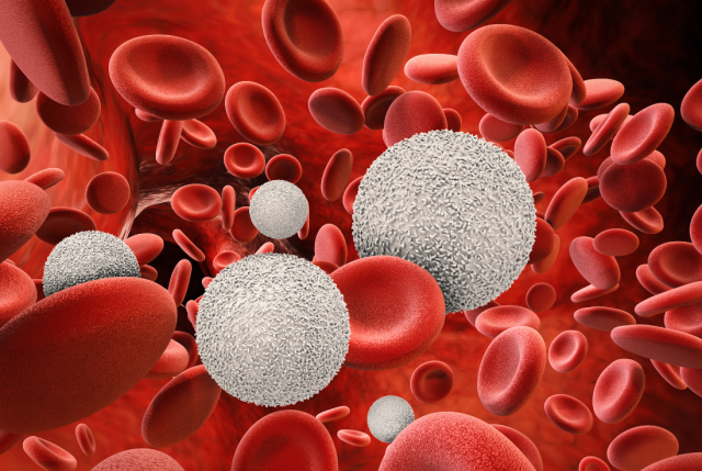 Cancer cells among red blood cells. 