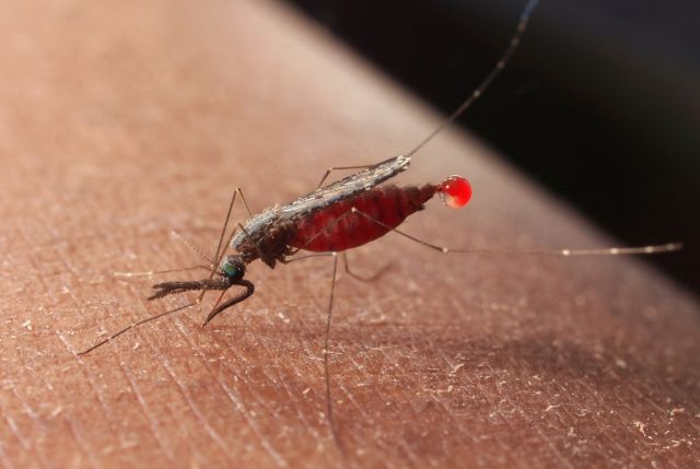 mosquito carrying malaria